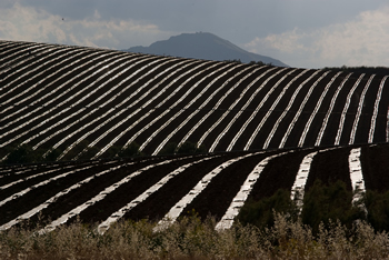 Abstract composition for cultivated land; Shutterstock.com