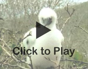 Click to play video.