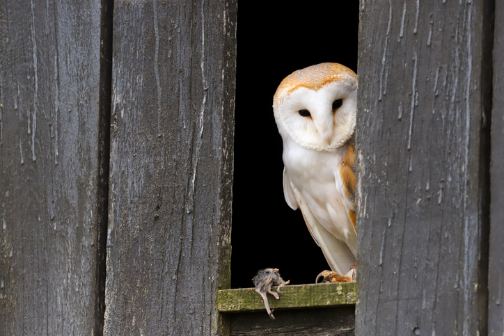 Barn Owl