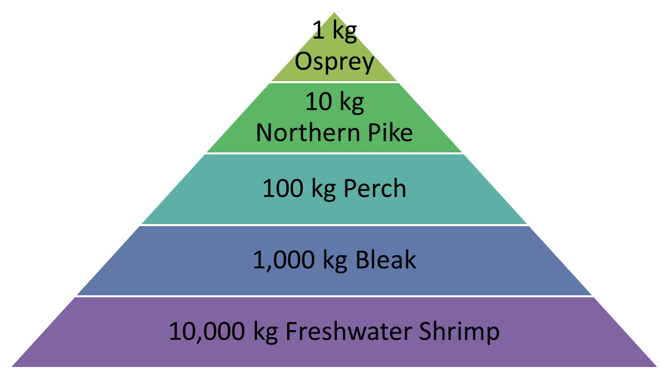 An ecological food pyramid