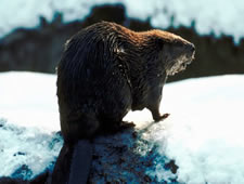 apes_beaver_580x387