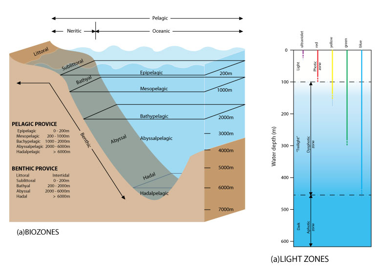 The zones of the ocean displayed on a diagram showing their order and depth ranges. Alongside is a second diagram showing the marine light zones. 