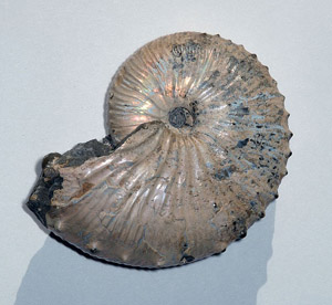 An ammonite fossil