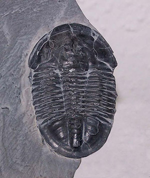 A trilobite fossil