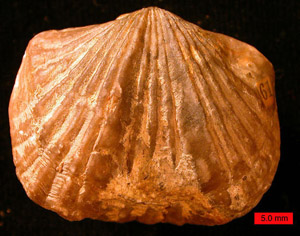 A fossil brachiopod