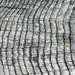 Picture of tree rings in a sample of tree bark