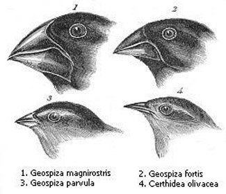 Diagram of different species of finches