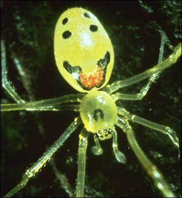 a happy face spider