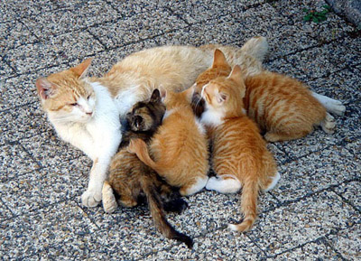 Image of kittens with their mother.