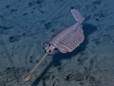 Artist’s depiction of Opabinia, a Burgess Shale animal that lived in Cambrian seas.
