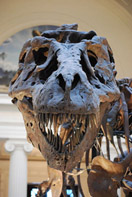a Tyrannosaurus Rex fossil