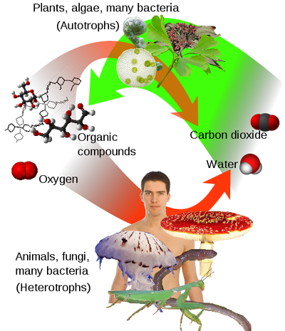 Diagram of the relationship between photosynthesis and human respiration.