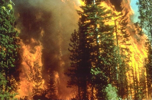 a forest fire