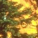 a forest fire