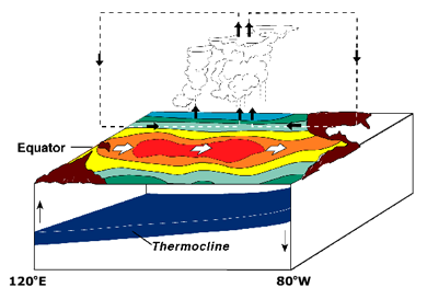 Diagram of coastal upwelling during an El Niño year. 