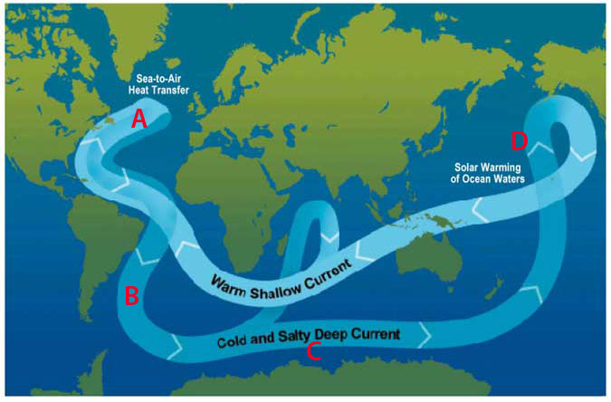 Image showing thermohaline circulation of ocean water. Point A is in the North Atlantic Ocean and is noted as an area of "sea to air heat transfer." Point B is located off the southeast coast of South America. Point C is located just above the northern tip of Antarctica. Point D is located in the Pacific Ocean off the coast of the northwestern U.S. It is noted as a place of "solar warming of ocean waters."