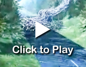 Click to play video.