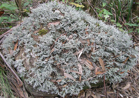 a moss-covered rock.