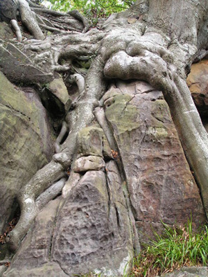 large tree roots cutting through a rock