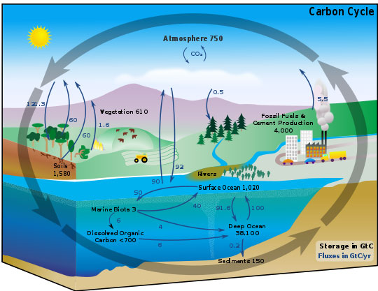 the carbon cycle