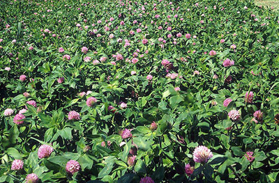 field planted in crimson clover