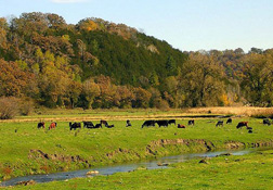 cows grazing in a field