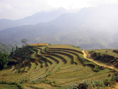 a steep hillside with terraced farm rows