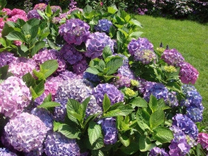 a hydrangea plant with multiple colors