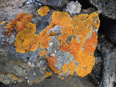 lichen growing on a rock