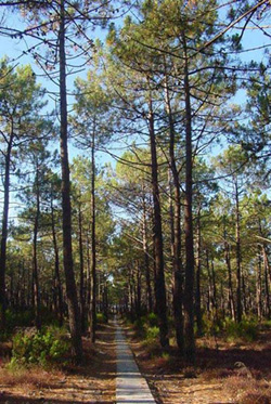 a stand of pine trees