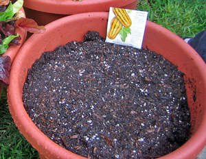 a pot of dark soil