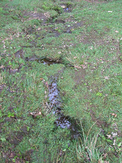 channels cut into topsoil by rill erosion