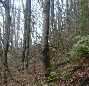 Picture of trees with bent trunks, indicating soil creep