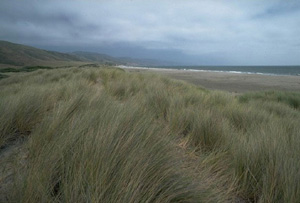 a grassy landscape