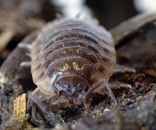 a wood louse eating decaying plant material