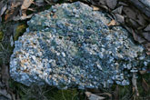 conglomerate