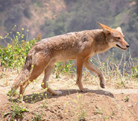 a coyote