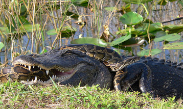 a Burmese python and an alligator