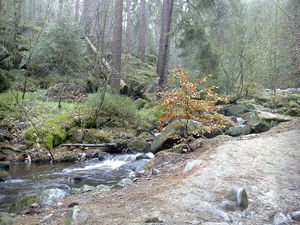 a small stream in the woods