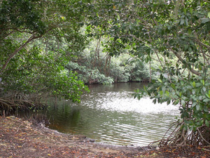 a wetland