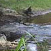 a river running into a sinkhole