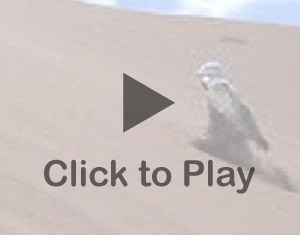 Click to play video.