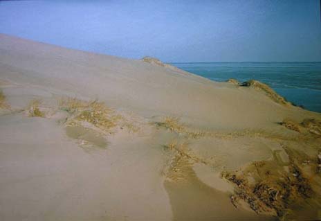 a sand dune by the beach