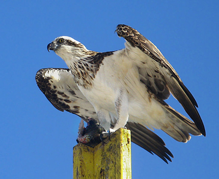 a large bird of prey