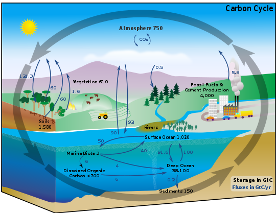 the carbon cycle