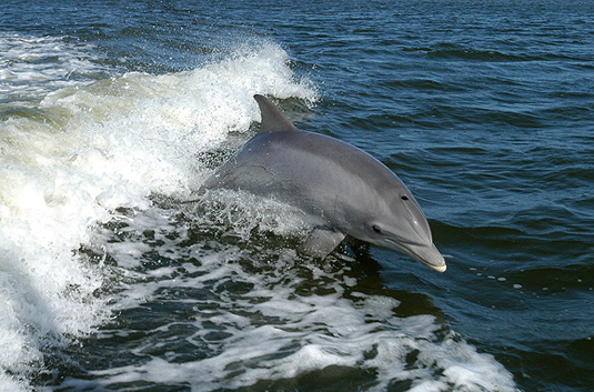 a dolphin