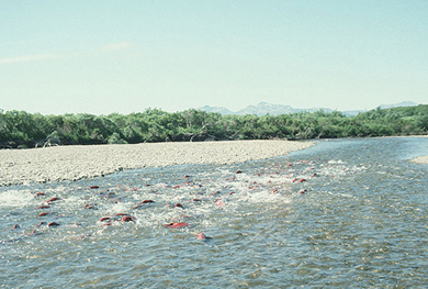 salmon swimming in a river