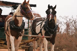 horses