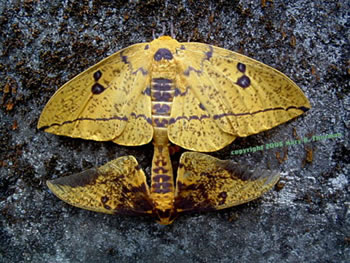 A near mirror image of a moth