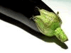 eggplant